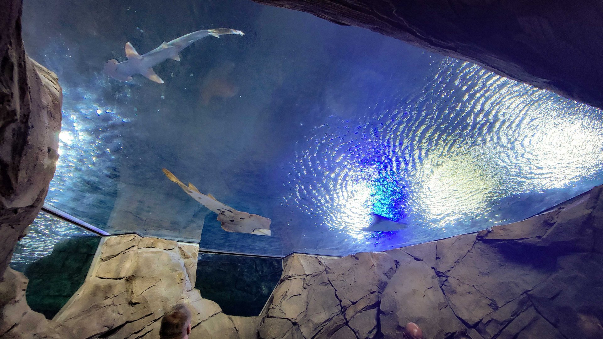 May. 2021 - Manta Aquarium - Main Tank - Overhead View (10+ Species)