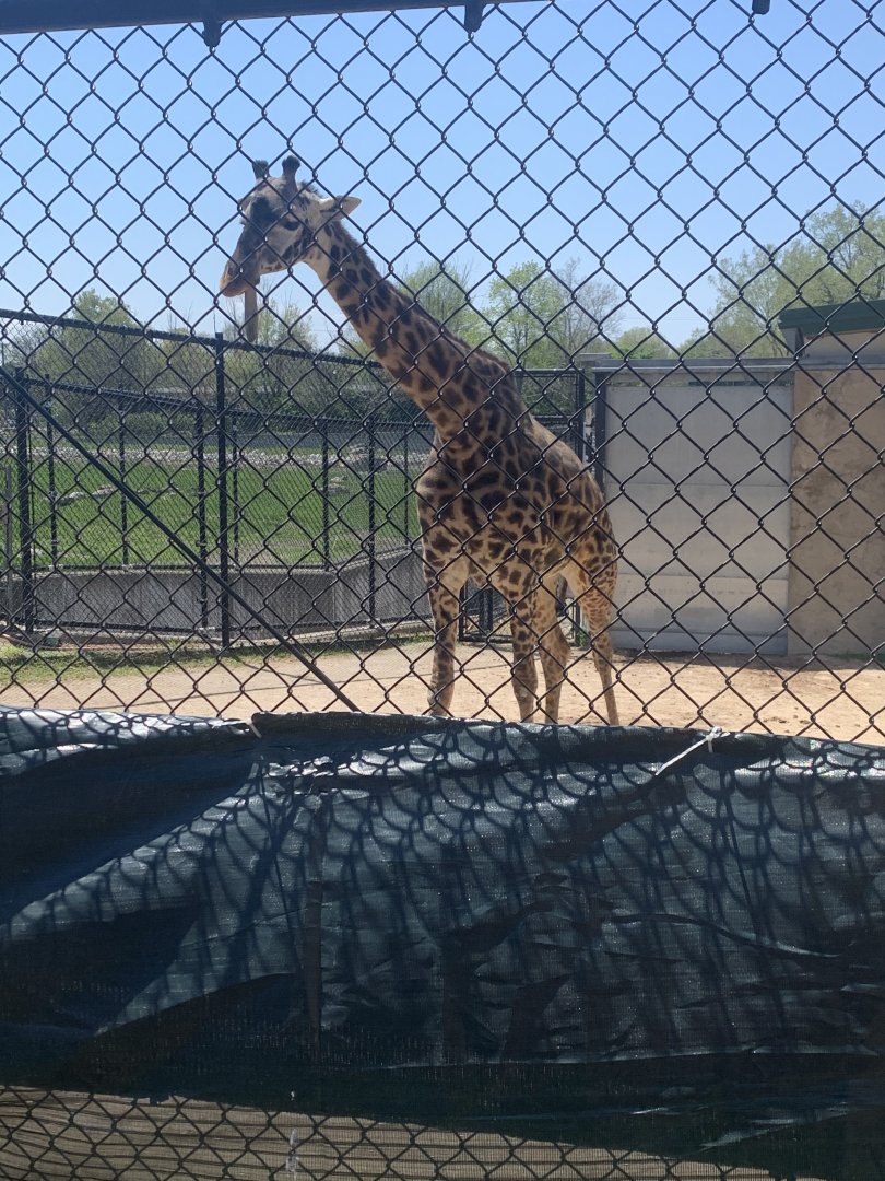 May 2021- Masai giraffe