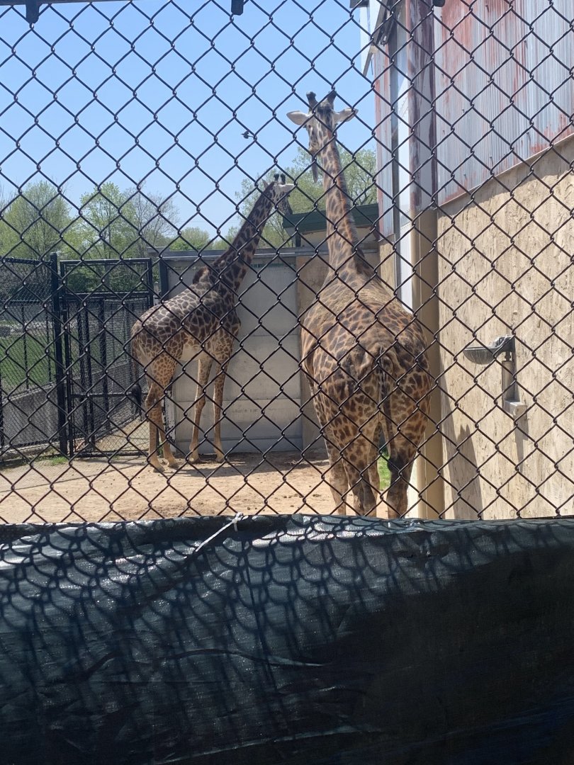 May 2021- Masai giraffes