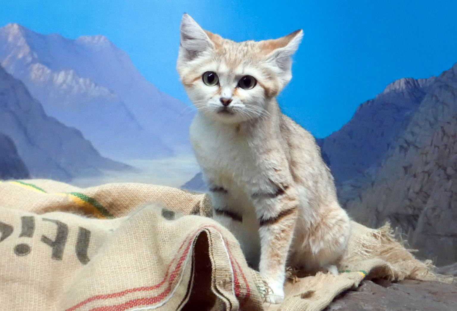 May. 2021 - Night Hunters - Arabian Sand Cat
