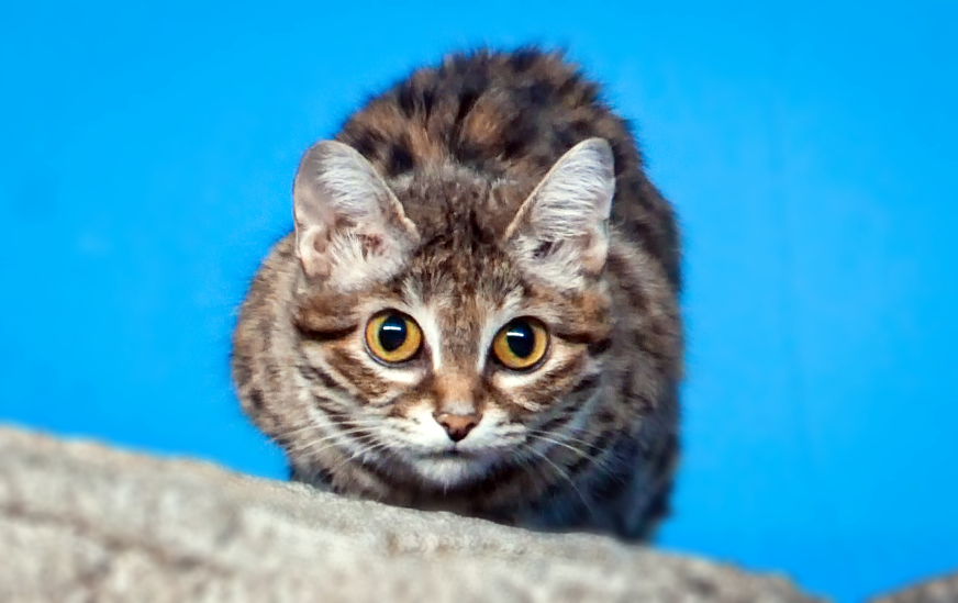 May. 2021 - Night Hunters - Black-footed Cat