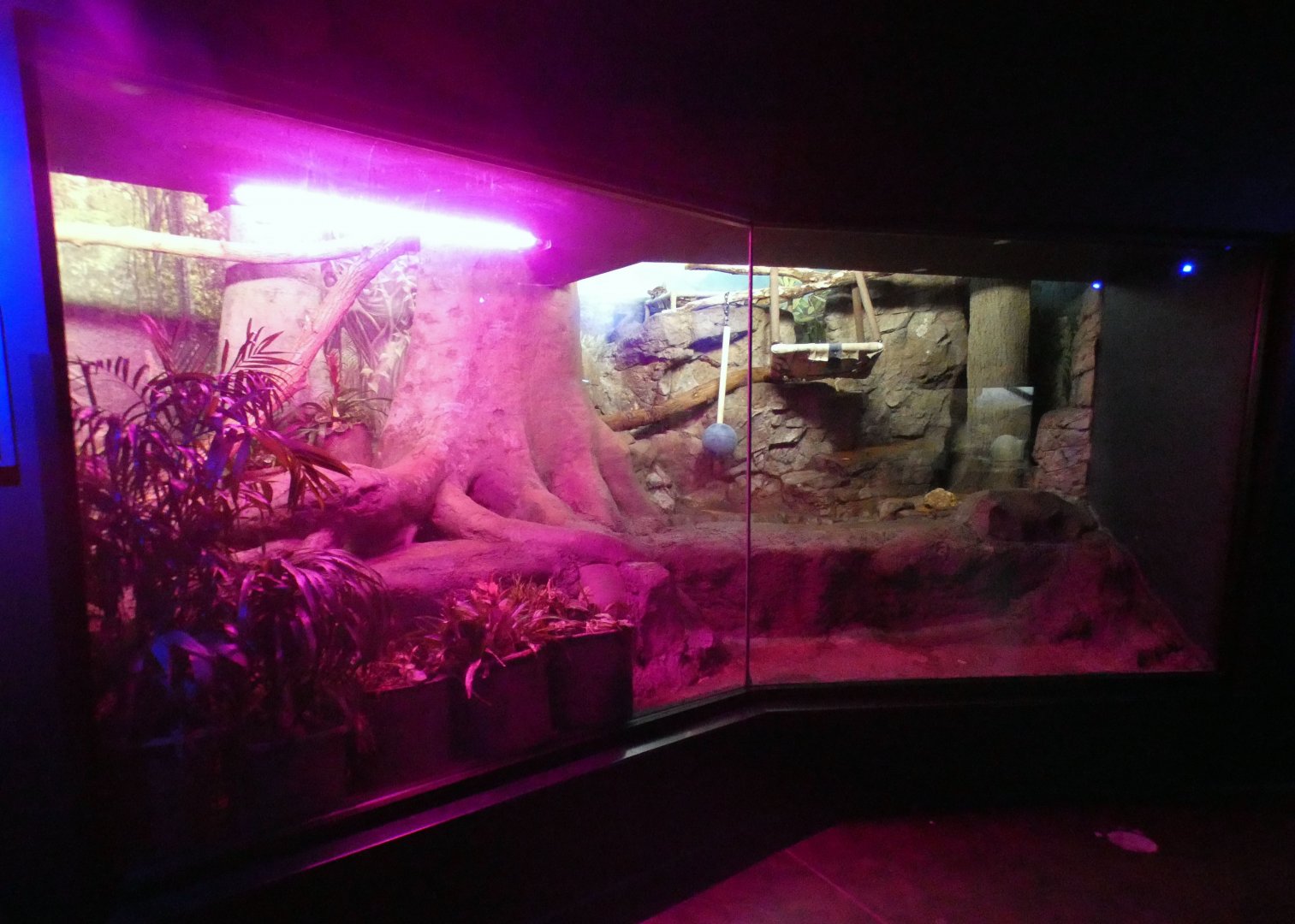 May. 2021 - Night Hunters - Clouded Leopard Exhibit