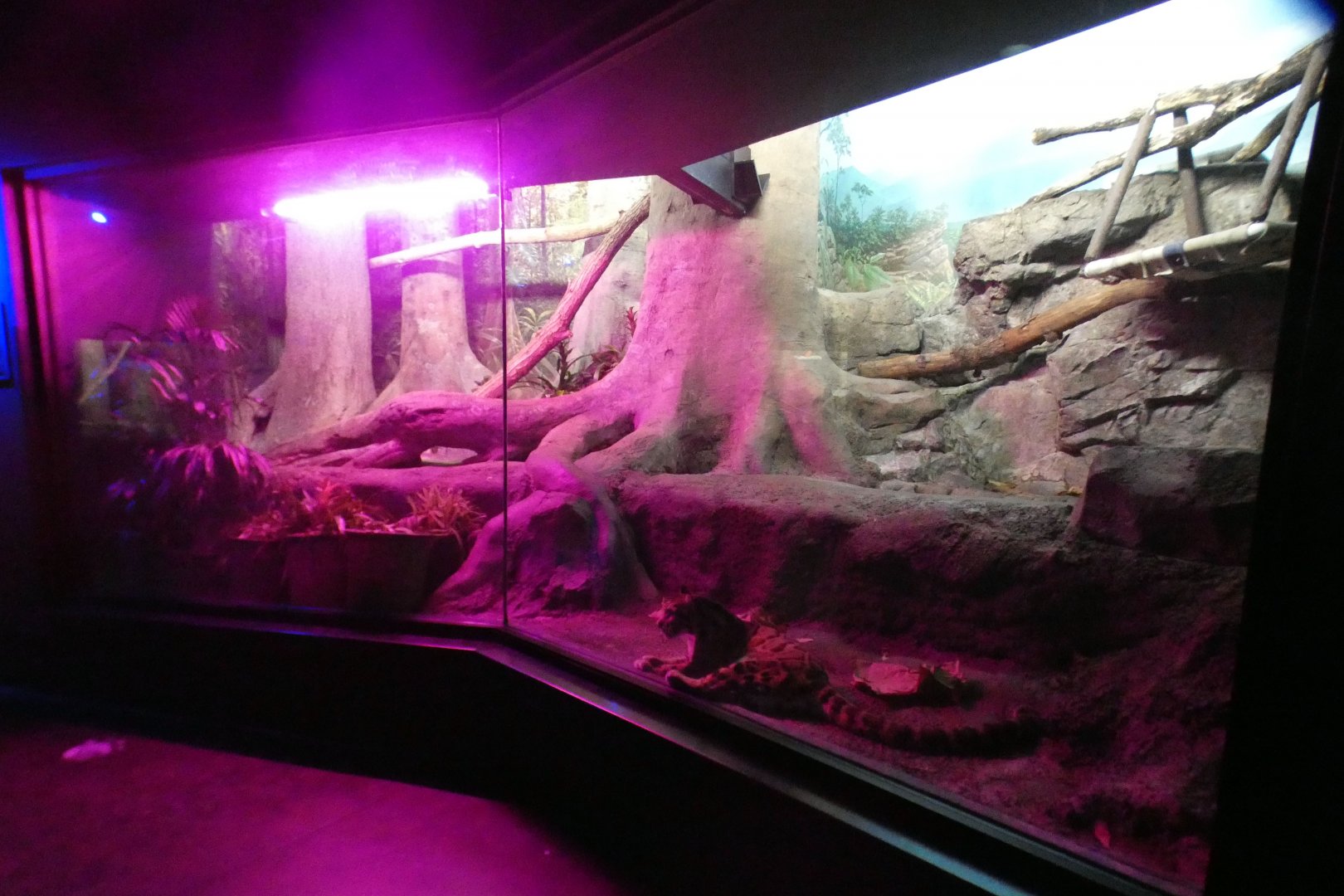 May. 2021 - Night Hunters - Clouded Leopard Exhibit