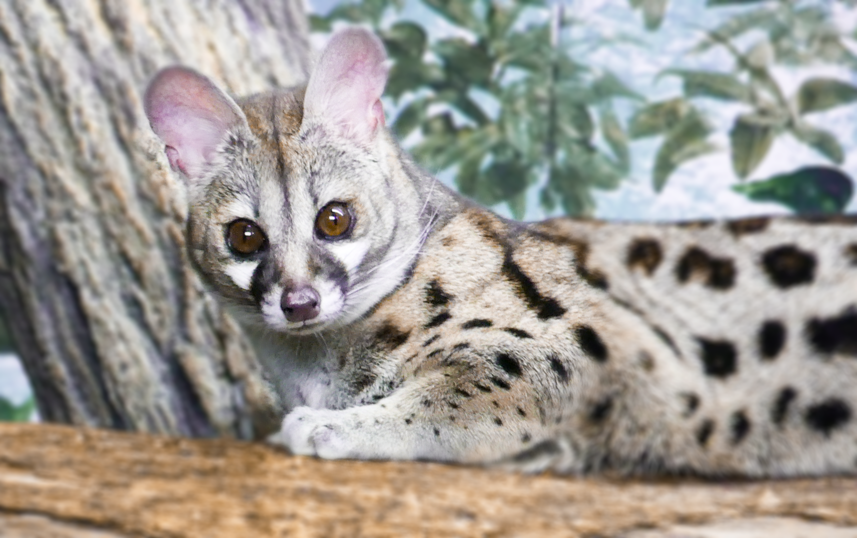 May. 2021 - Night Hunters - Large-spotted Genet