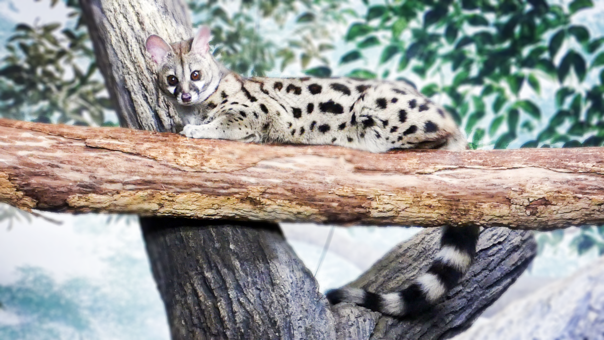May. 2021 - Night Hunters - Large-spotted Genet