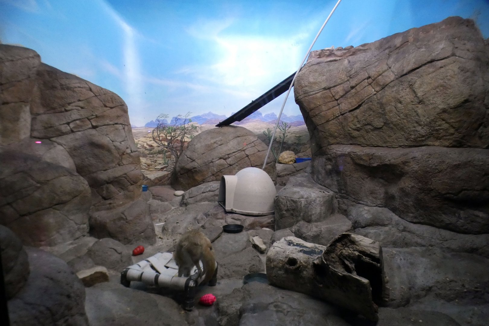 May. 2021 - Night Hunters (Lights On) - Fennec Fox Exhibit