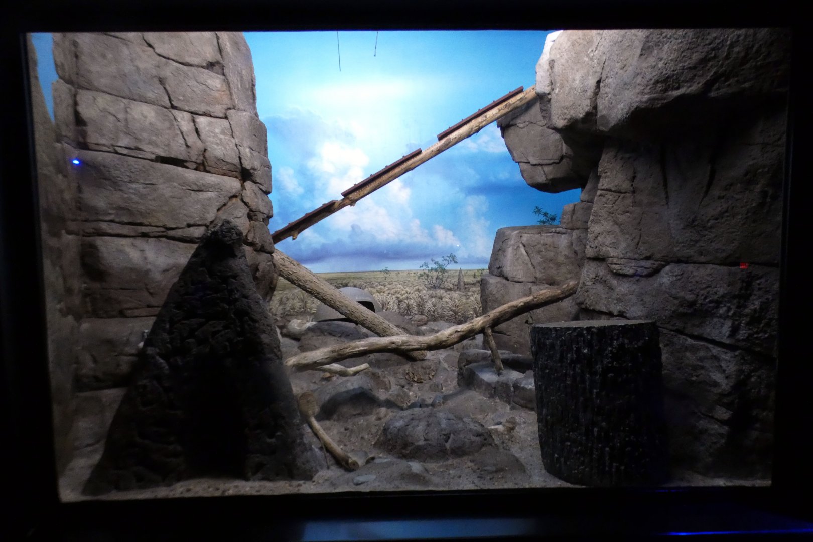 May. 2021 - Night Hunters (Lights On) - Large-spotted Genet Exhibit