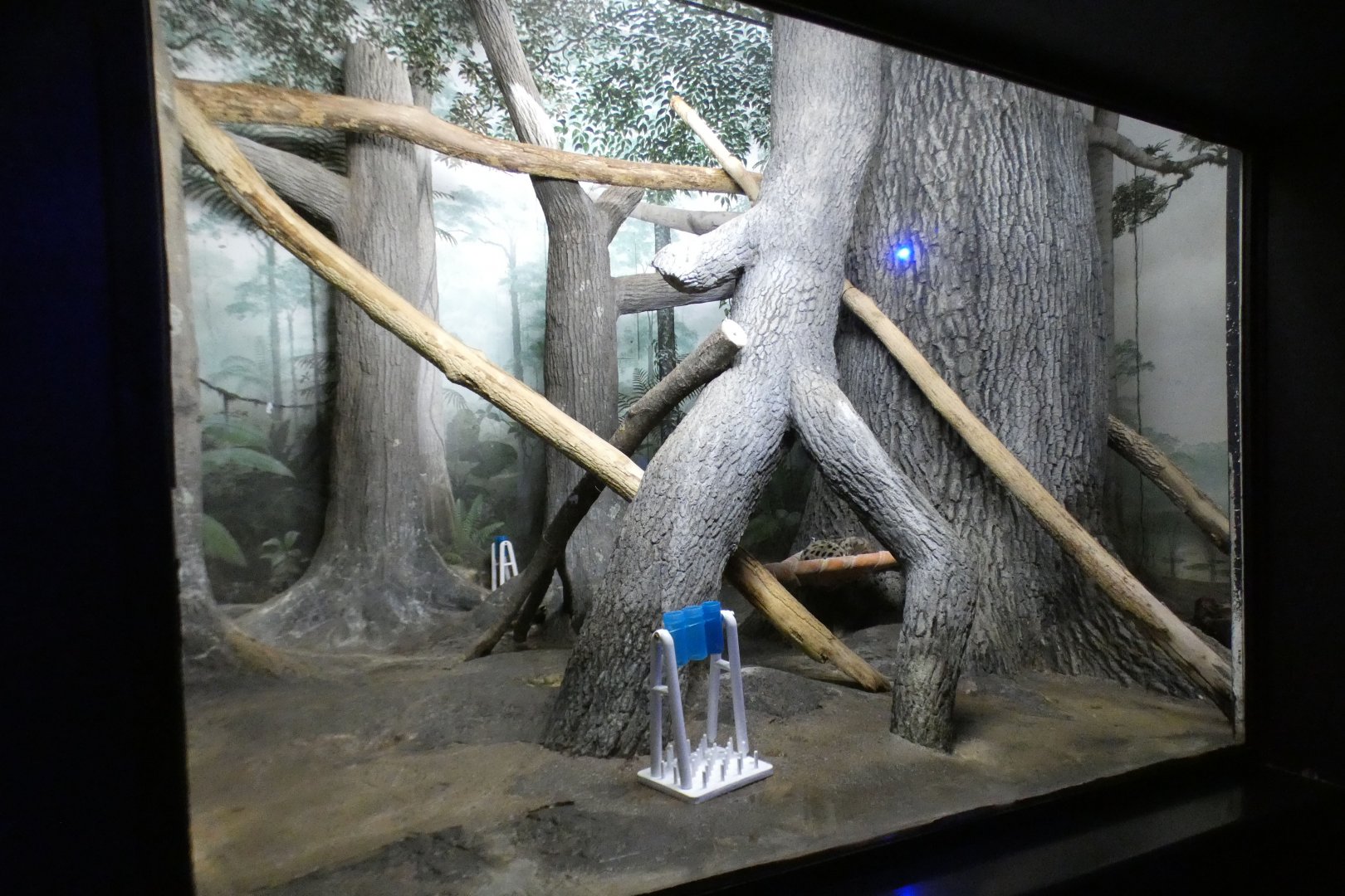 May. 2021 - Night Hunters (Lights On) - Large-spotted Genet Exhibit