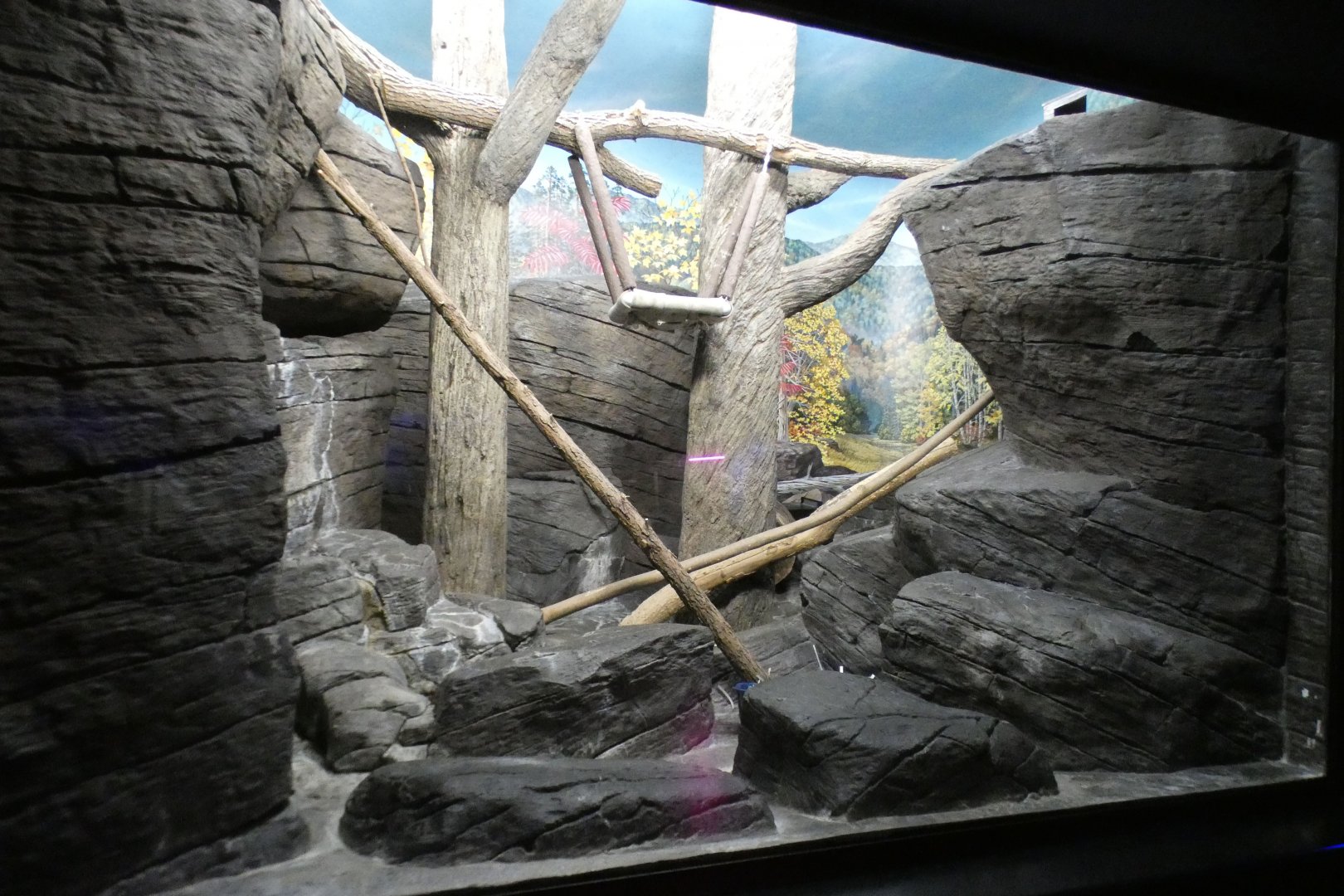 May. 2021 - Night Hunters (Lights On) - Ringtail Exhibit (Former Bobcat)