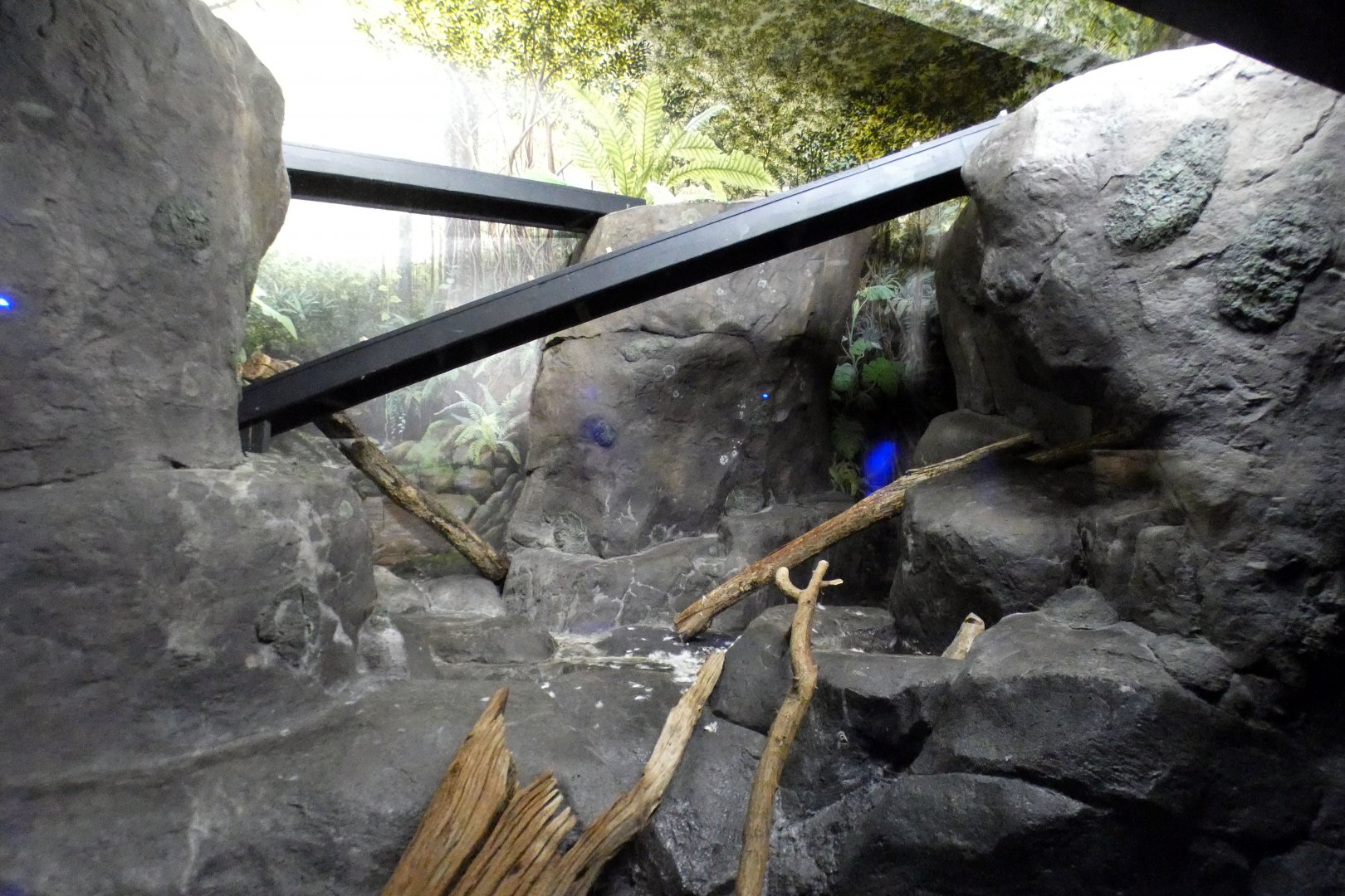 May. 2021 - Night Hunters (Lights On) - Southern Brazilian Ocelot Exhibit (Right Side)