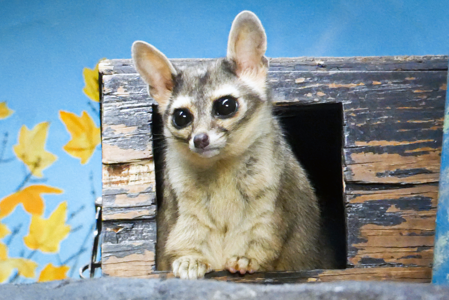 May. 2021 - Night Hunters - Ringtail