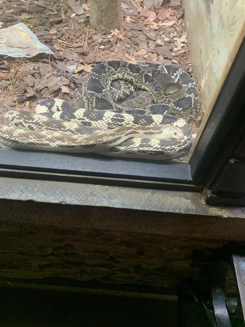 May 2021- Northern pine snake and Eastern diamondback rattlesnake