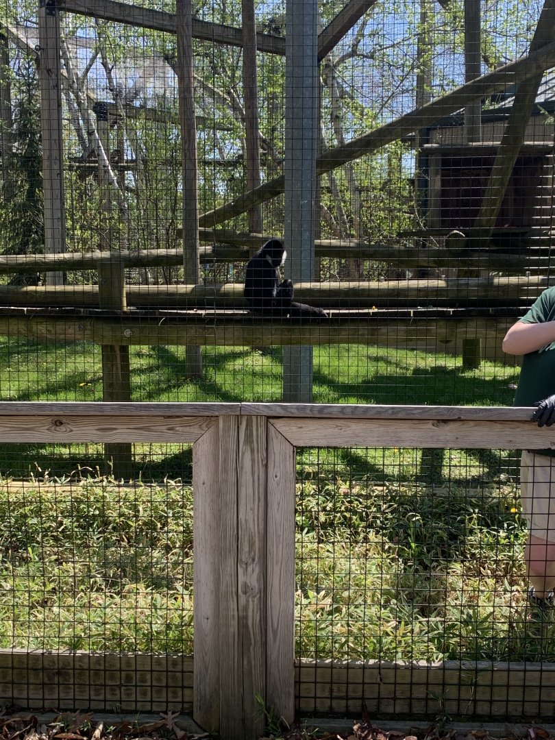 May 2021- Northern white-cheeked gibbon