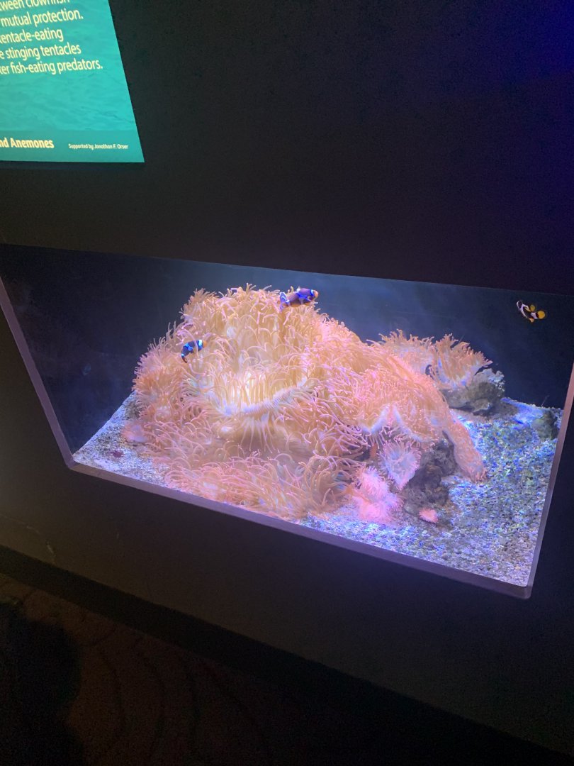 May 2021- Orange clownfish and anemone display