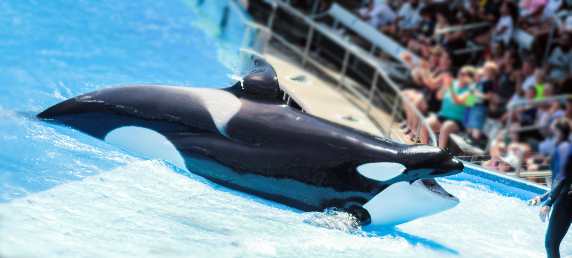 May. 2021 - Orca Encounter - Katina