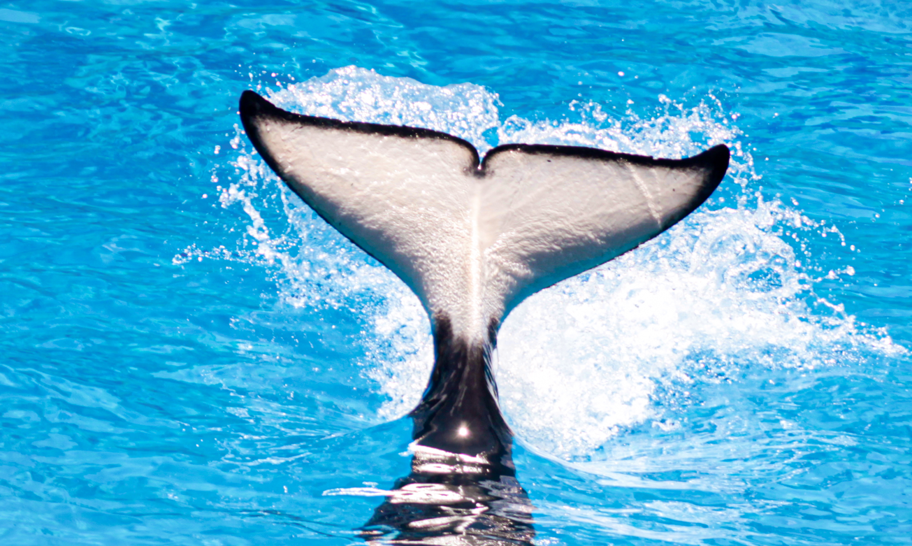 May. 2021 - Orca Encounter - Katina's Fluke