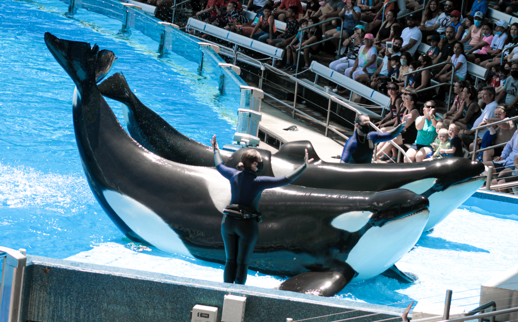 May. 2021 - Orca Encounter - Makaio & Trua