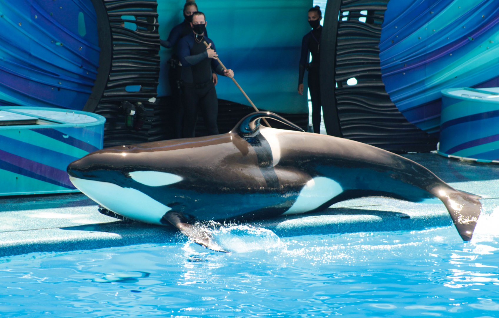 May. 2021 - Orca Encounter - Makaio