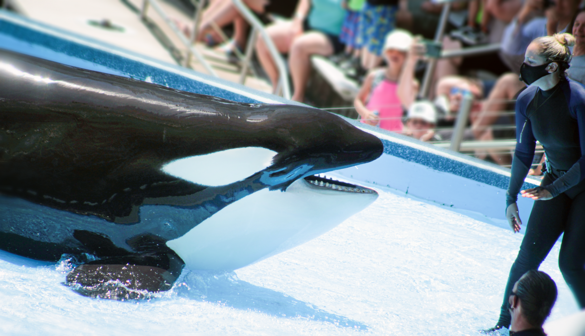 May. 2021 - Orca Encounter - Malia