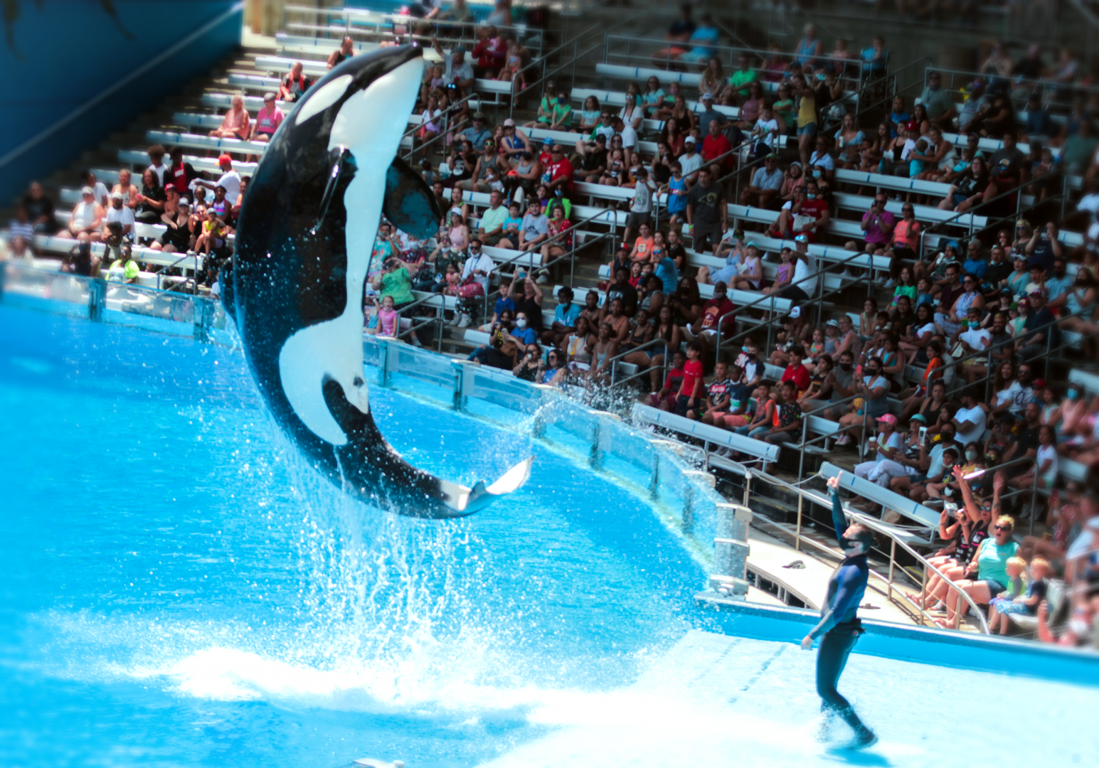 May. 2021 - Orca Encounter - Nalani