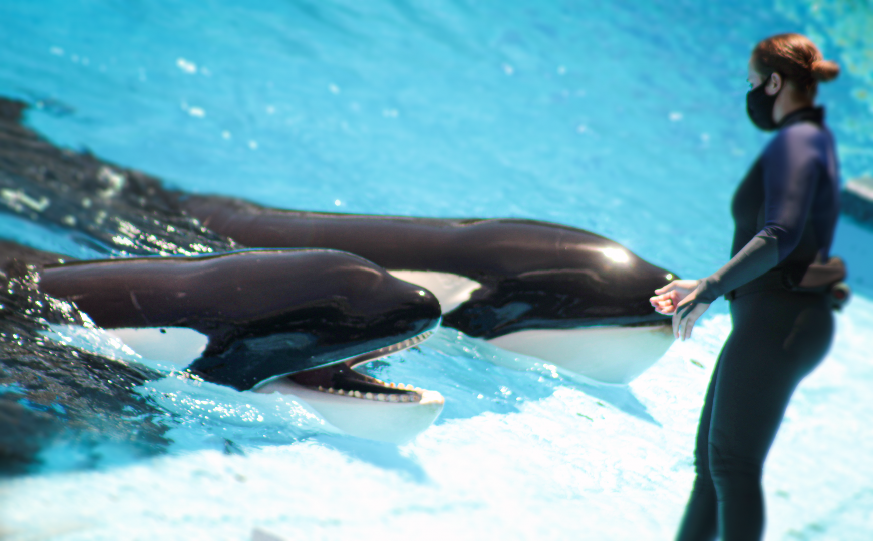 May. 2021 - Orca Encounter - Trua & Makaio