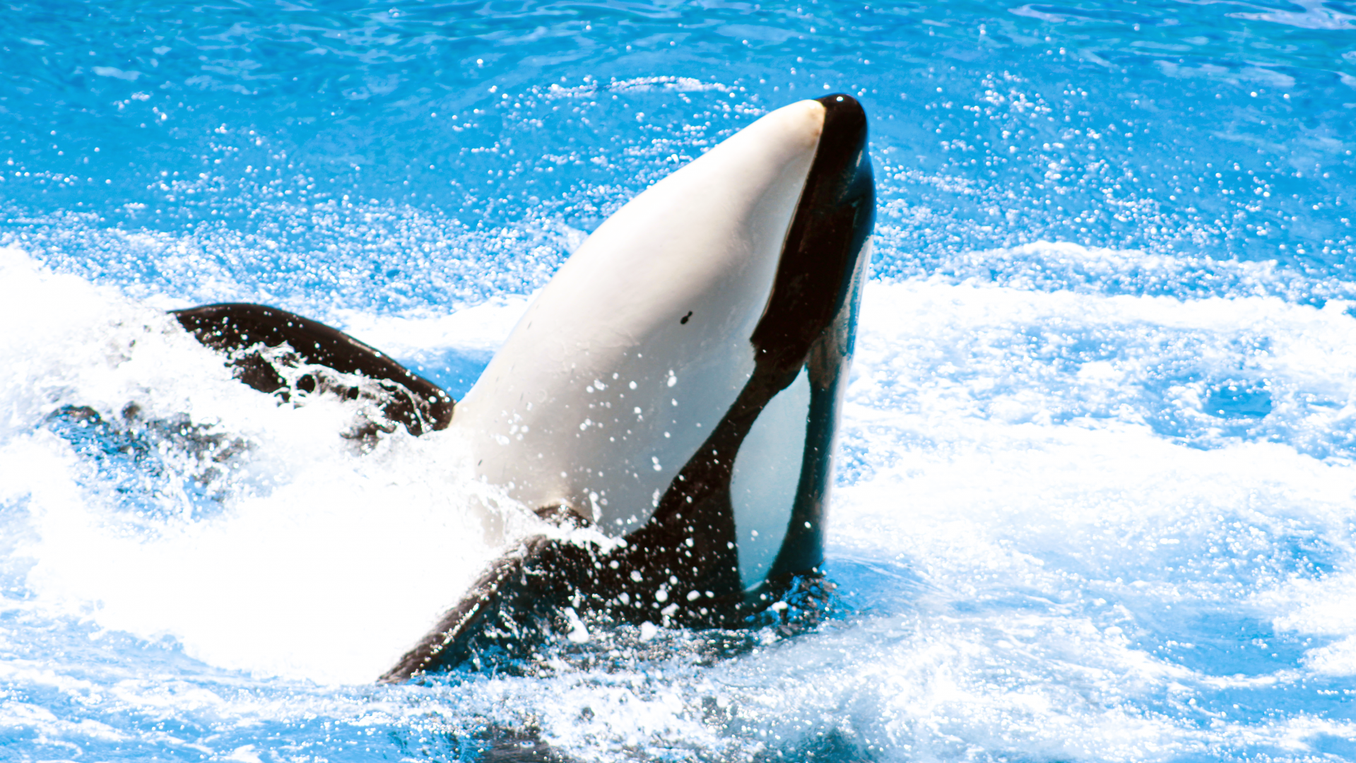 May. 2021 - Orca Encounter - Trua