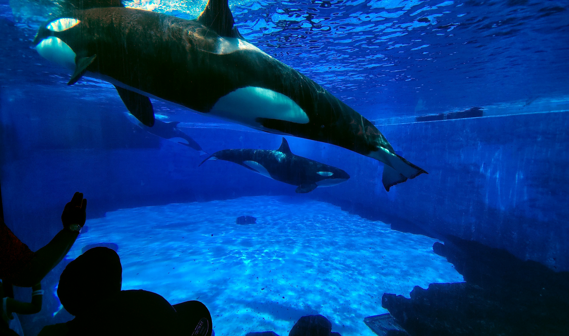 May. 2021 - Orca Encounter - Underwater View