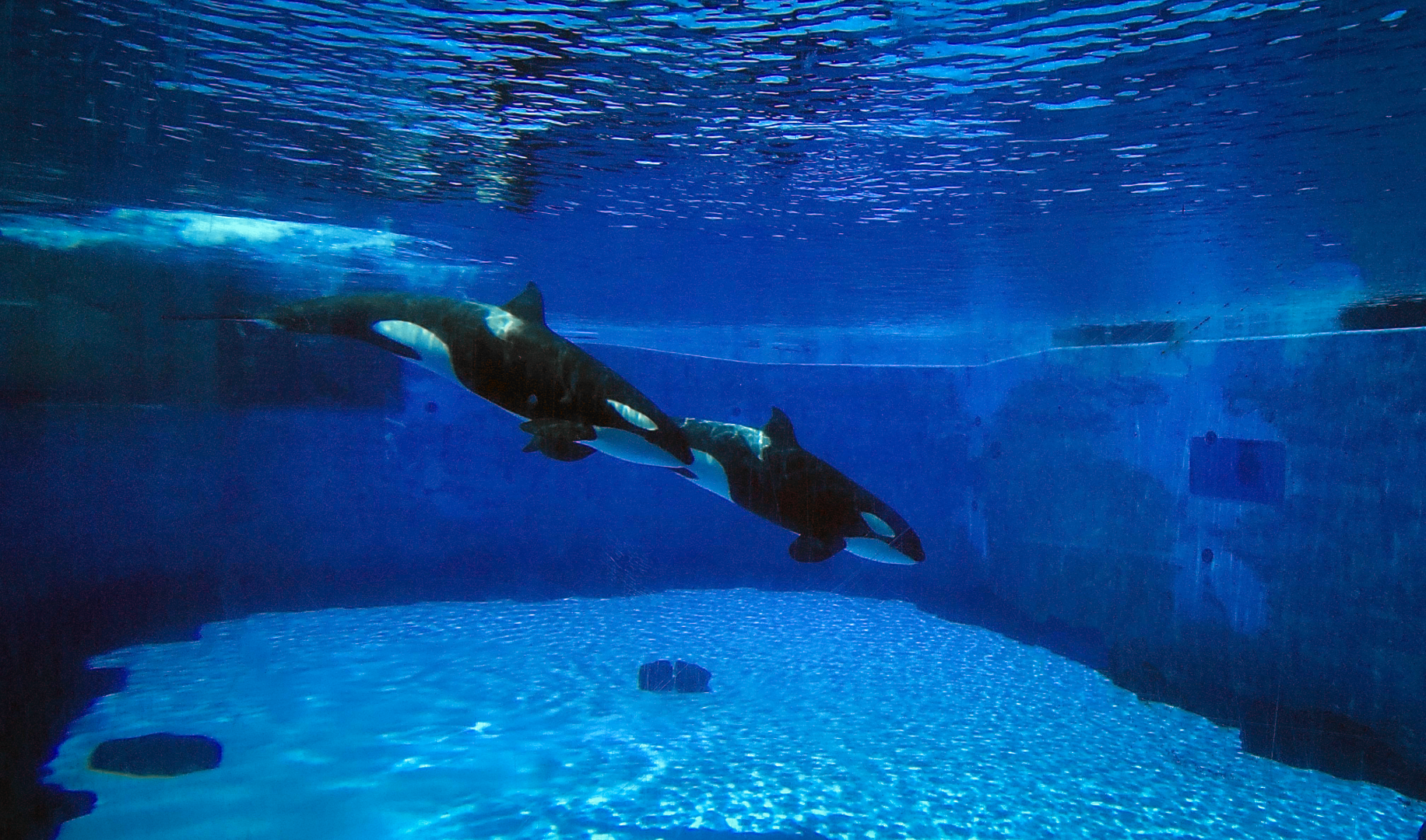 May. 2021 - Orca Encounter - Underwater Viewing