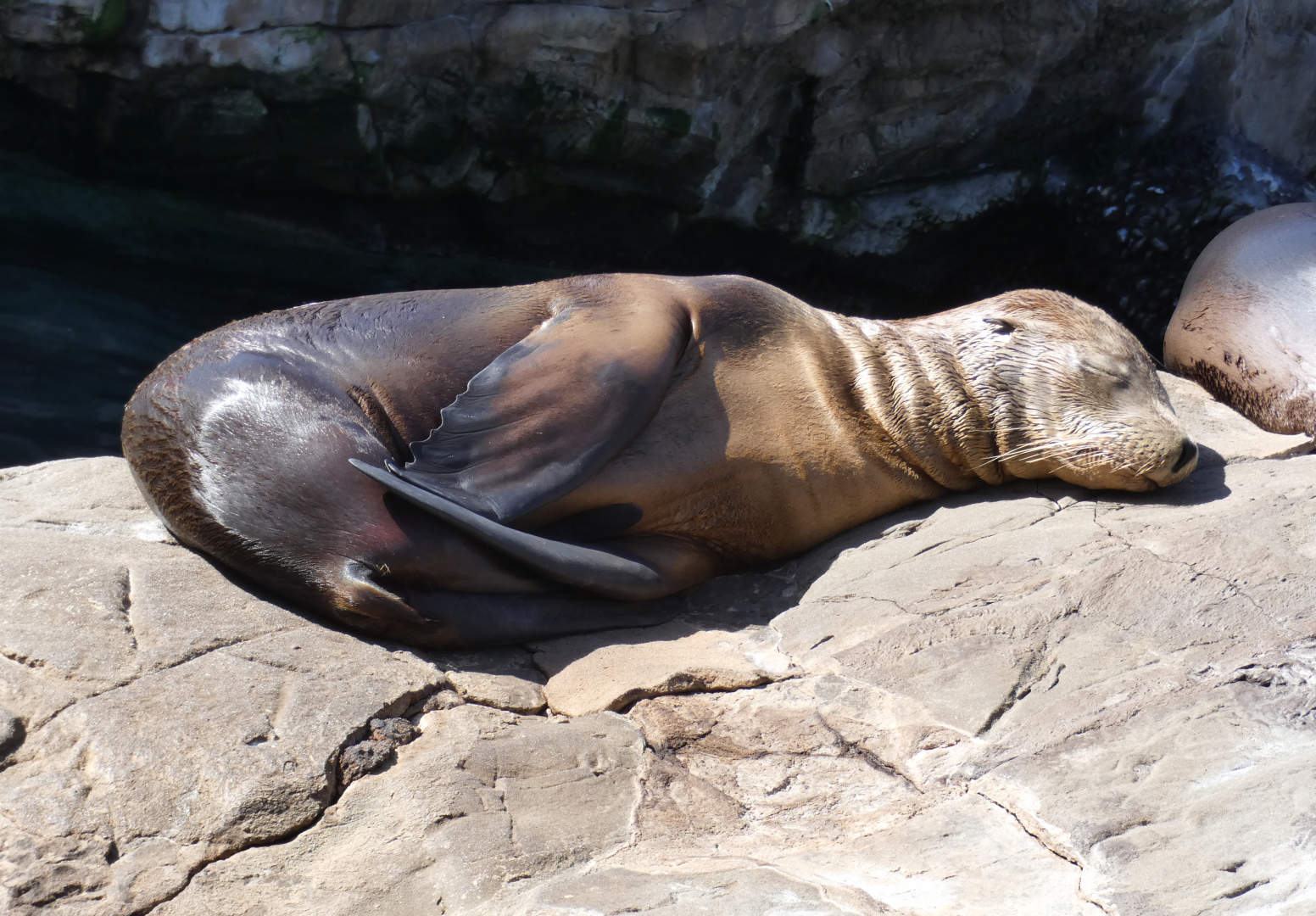 May. 2021 - Pacific Point Preserve - California Sea Lion Pup