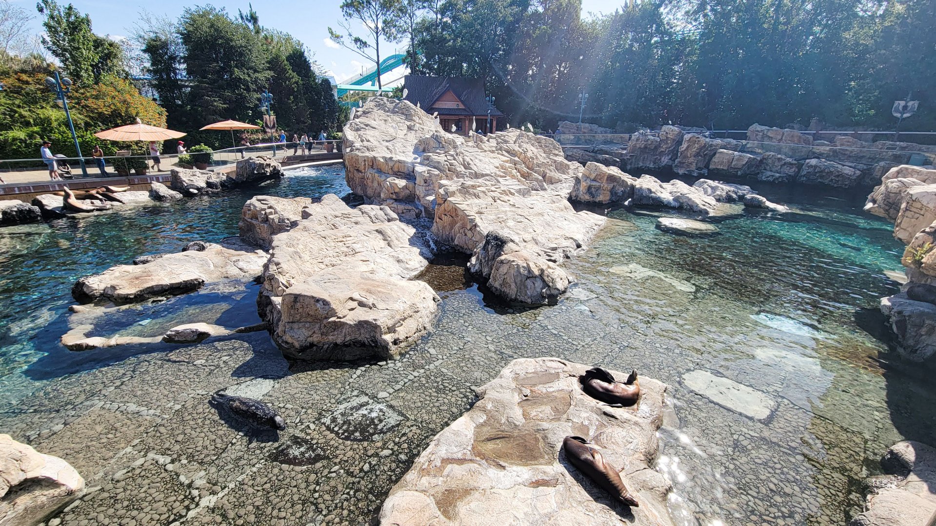 May. 2021 - Pacific Point Preserve (California Sea Lions & Harbor Seals)