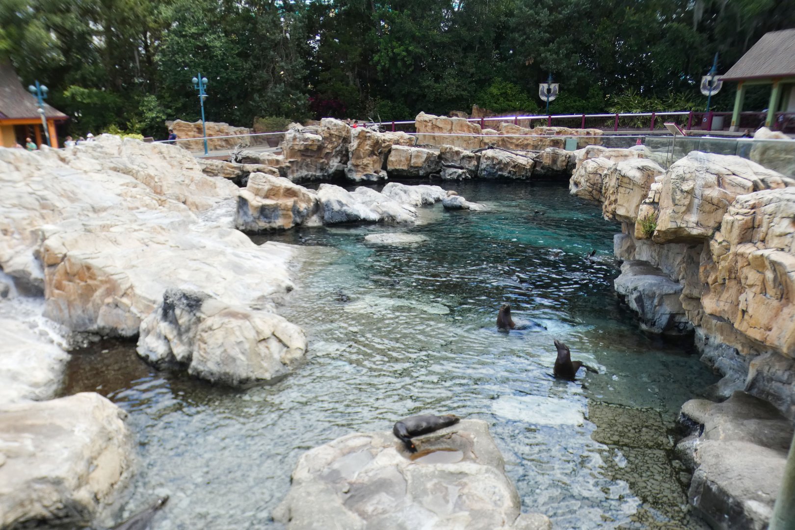 May. 2021 - Pacific Point Preserve (California Sea Lions & Harbor Seals)