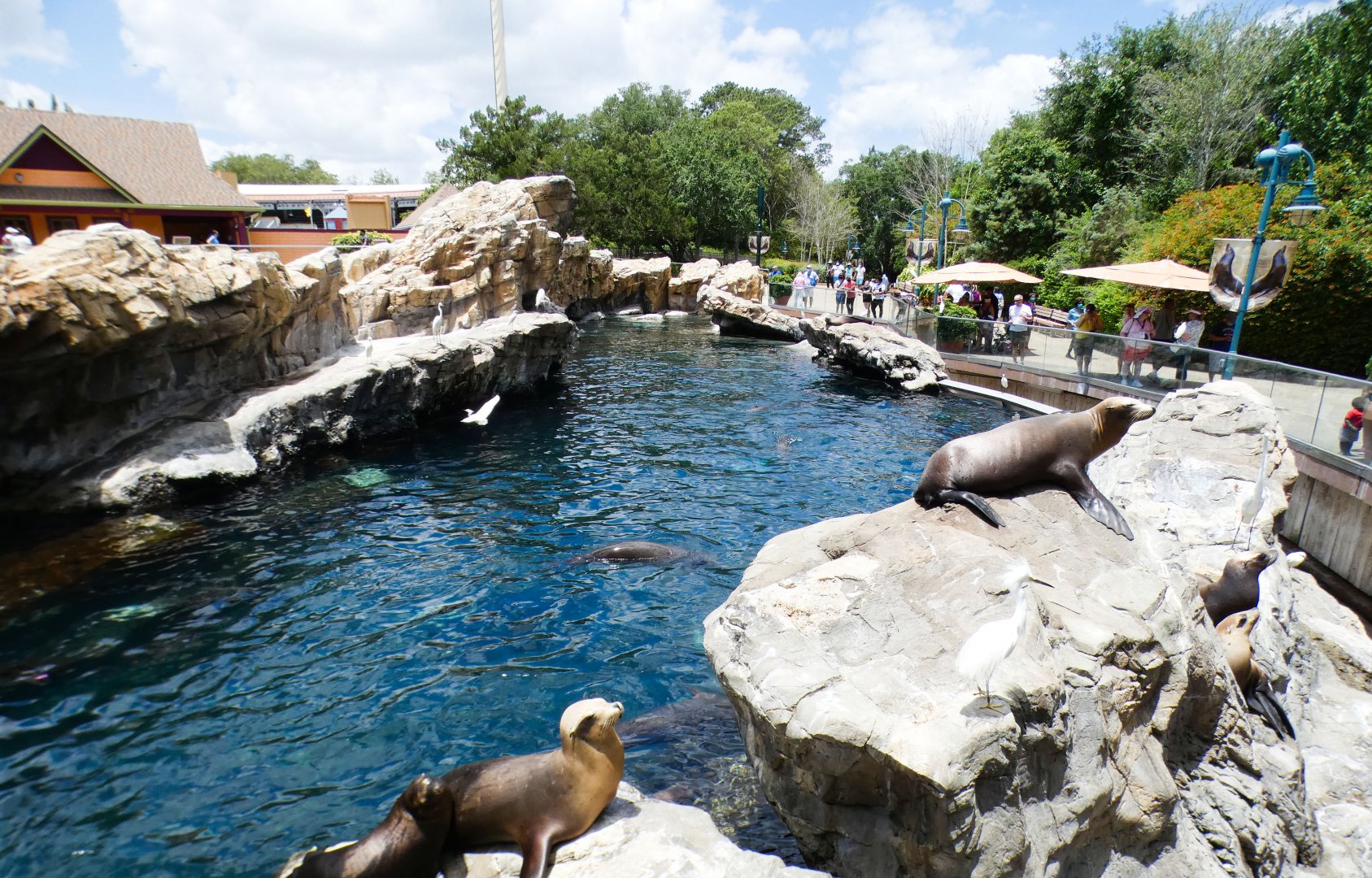 May. 2021 - Pacific Point Preserve (California Sea Lions & Harbor Seals)
