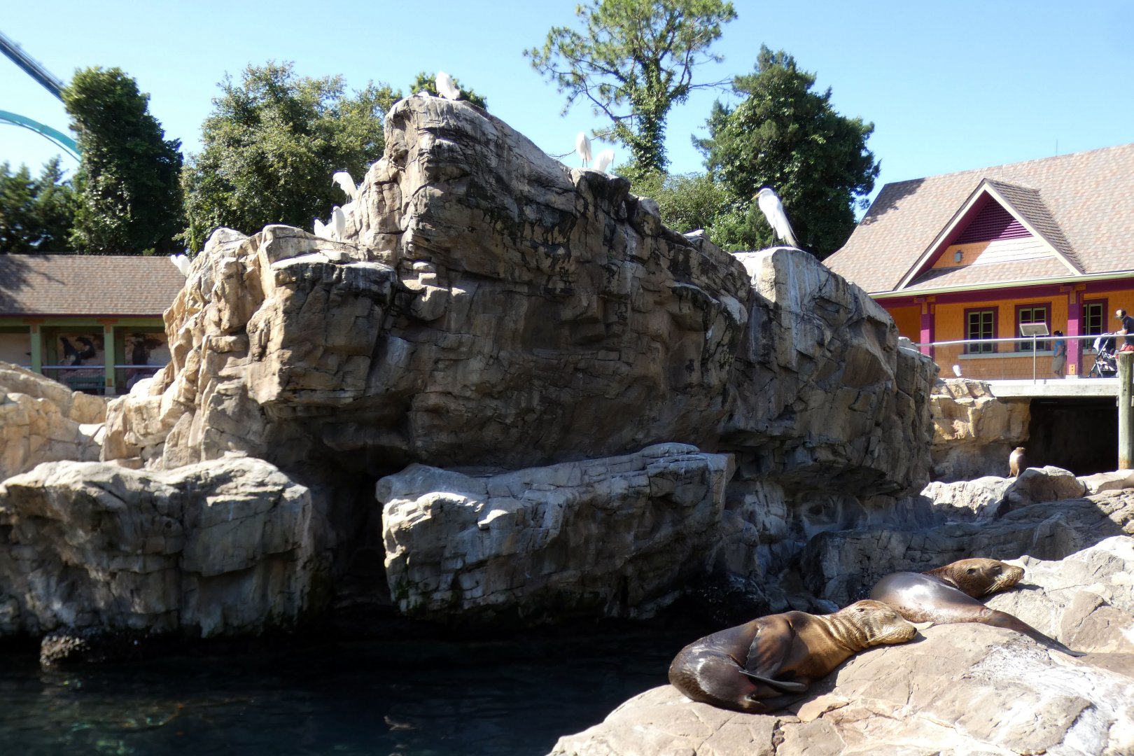 May. 2021 - Pacific Point Preserve (California Sea Lions & Harbor Seals)