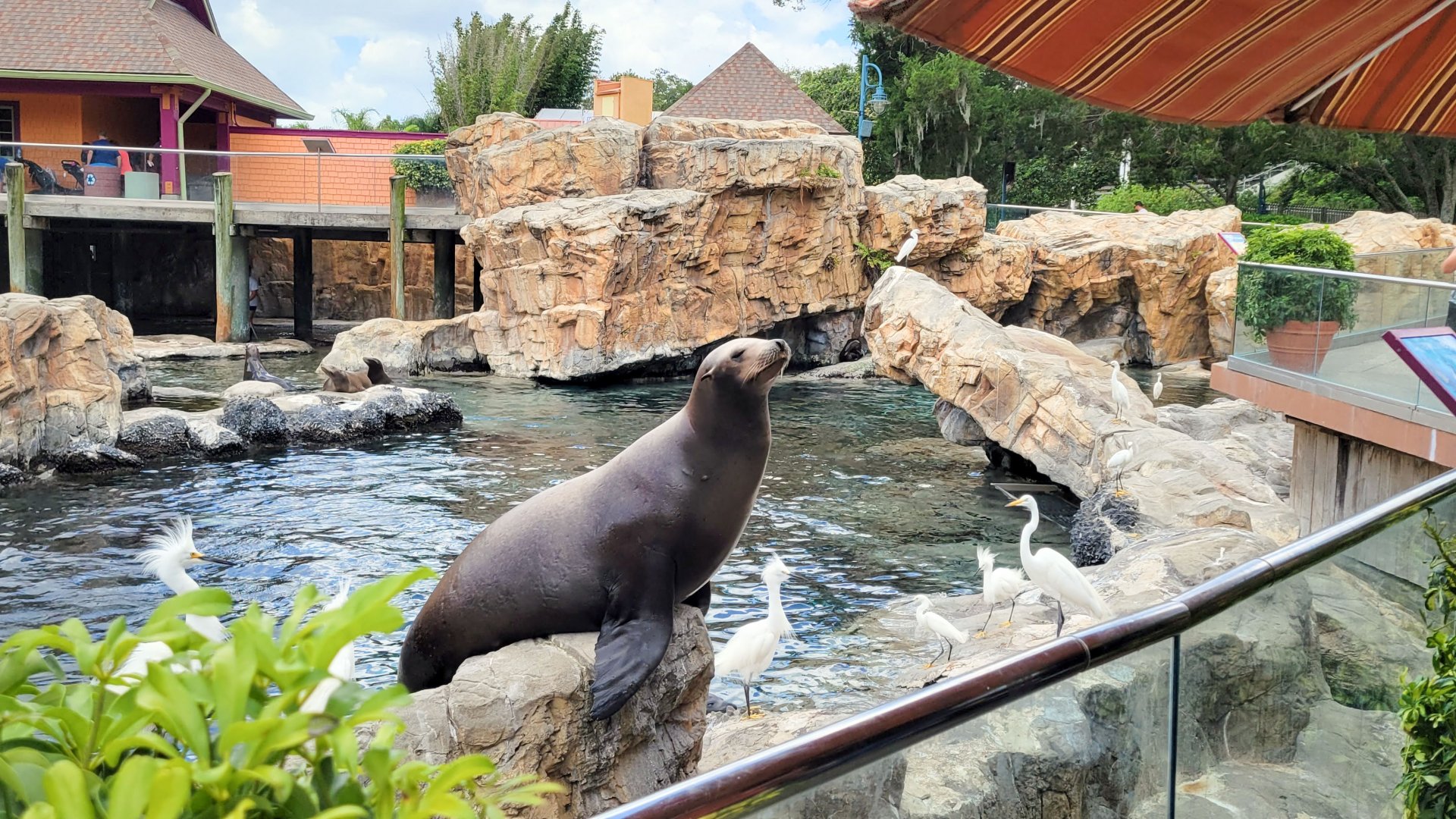 May. 2021 - Pacific Point Preserve (California Sea Lions & Harbor Seals)