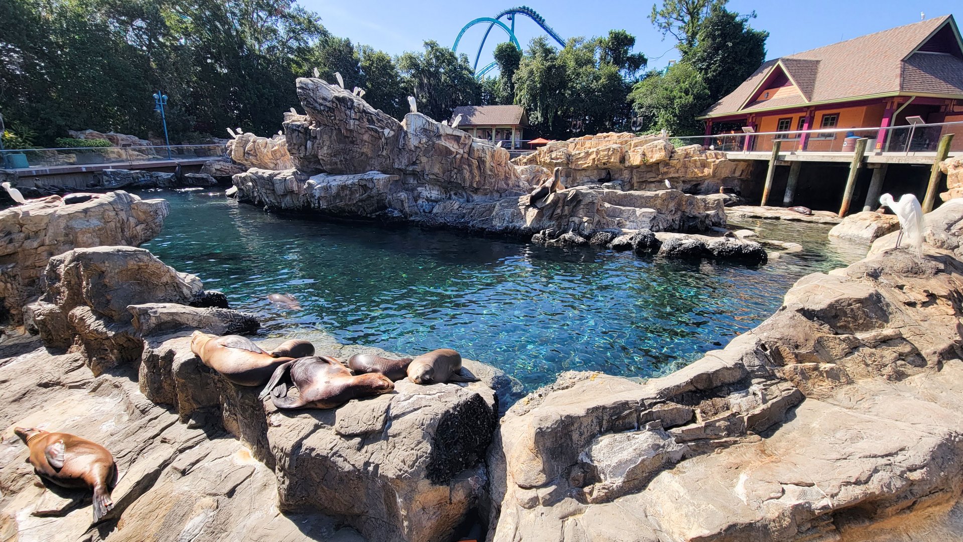 May. 2021 - Pacific Point Preserve (California Sea Lions & Harbor Seals)