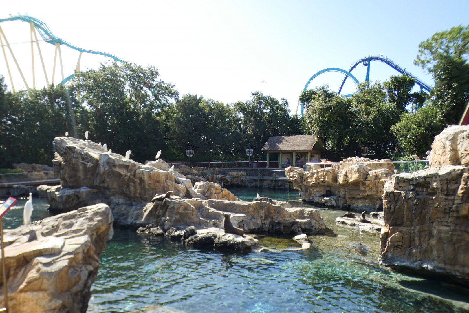 May. 2021 - Pacific Point Preserve (California Sea Lions & Harbor Seals)