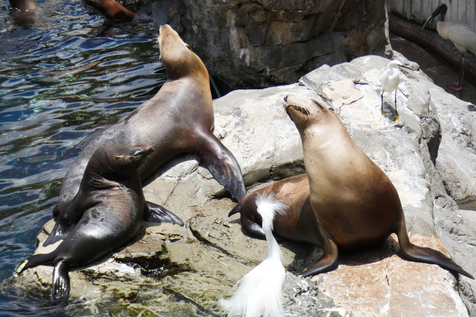 May. 2021 - Pacific Point Preserve - California Sea Lions
