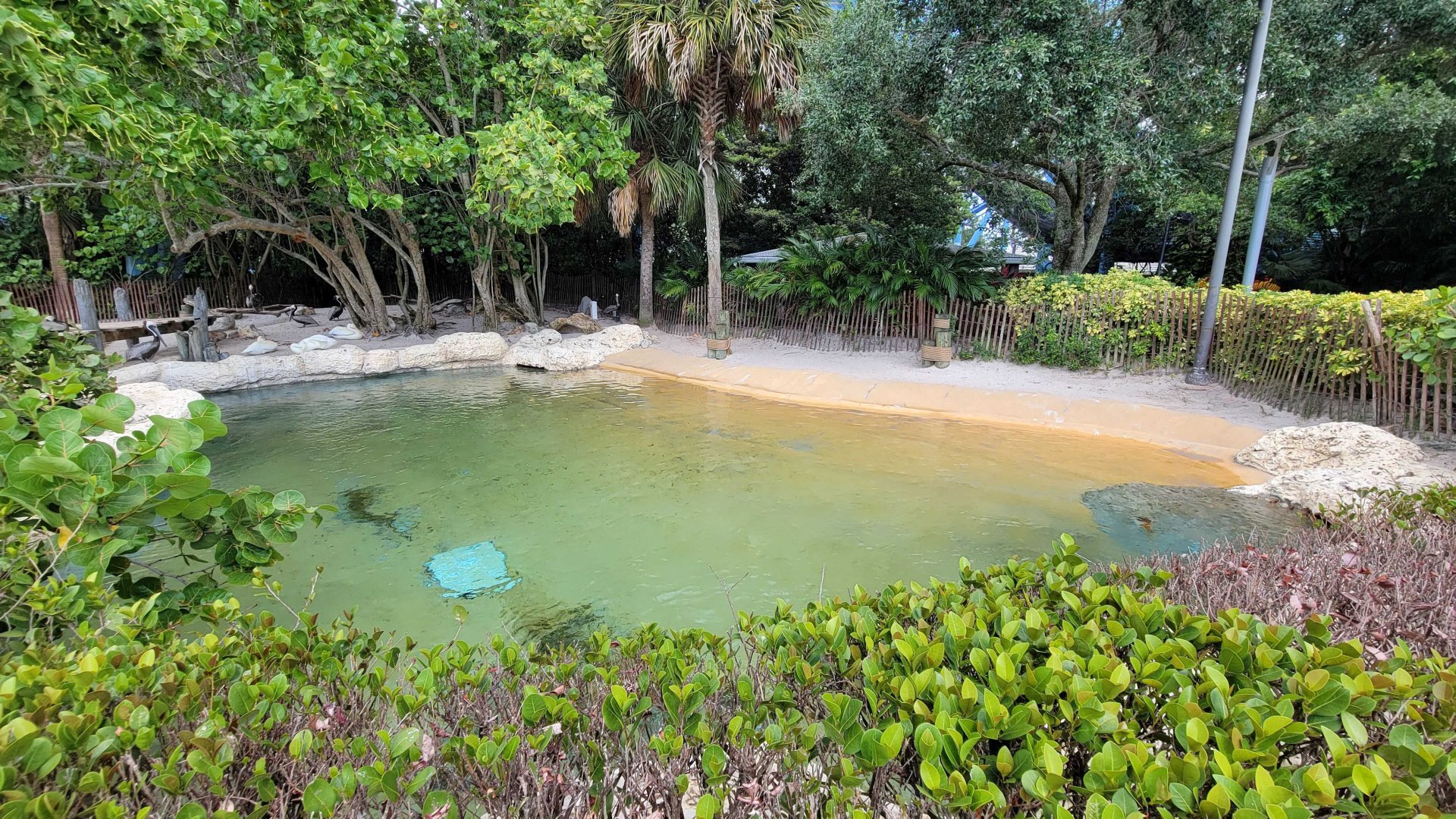May. 2021 - Pelican Preserve (Brown Pelican/Great White Pelican)