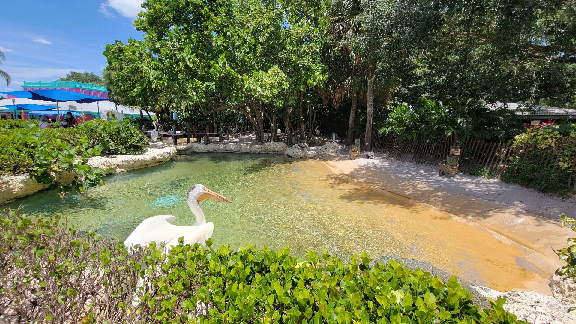 May. 2021 - Pelican Preserve (Brown Pelican/Great White Pelican)