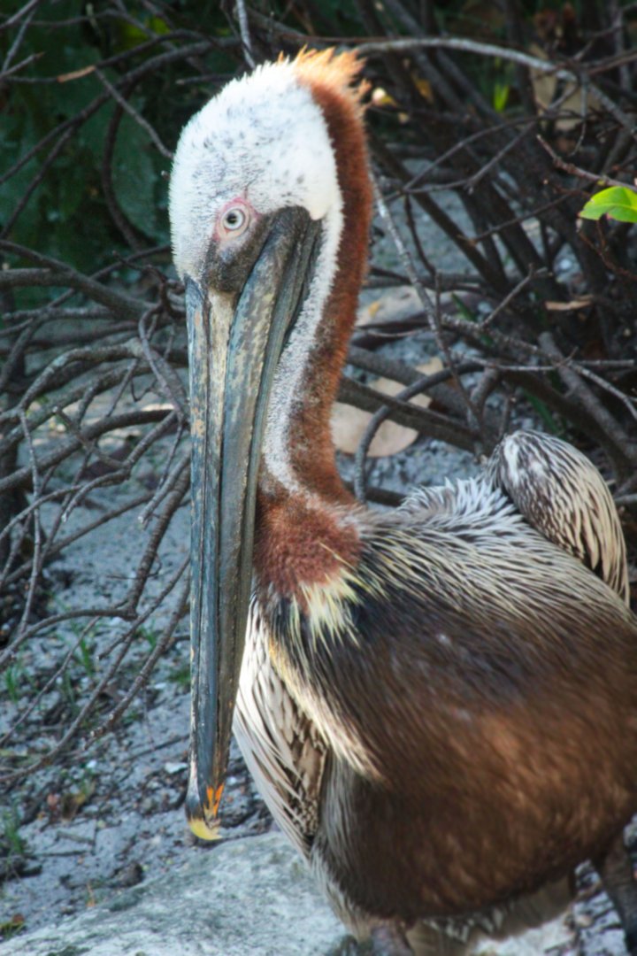 May. 2021 - Pelican Preserve - Brown Pelican