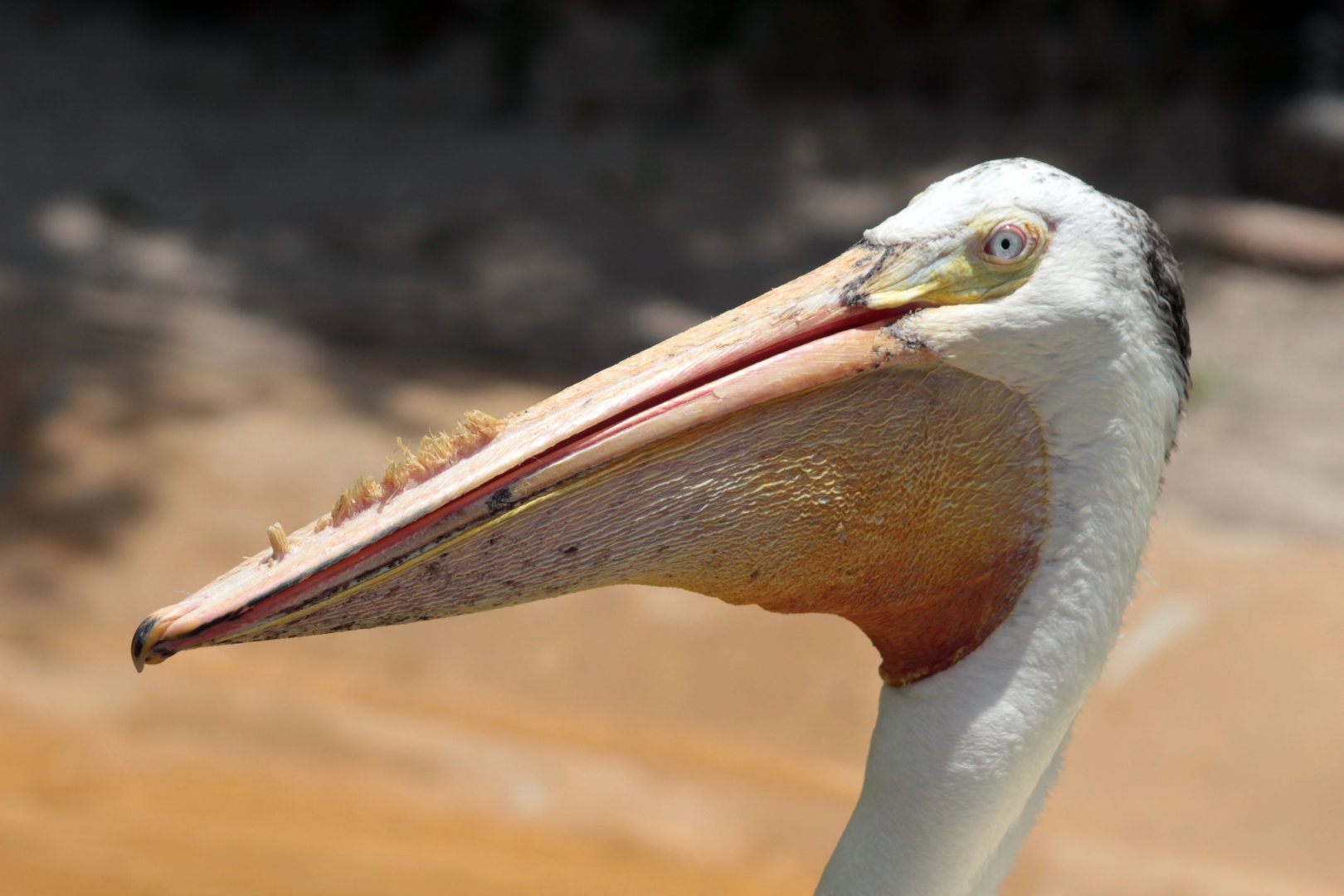 May. 2021 - Pelican Preserve - Great White Pelican