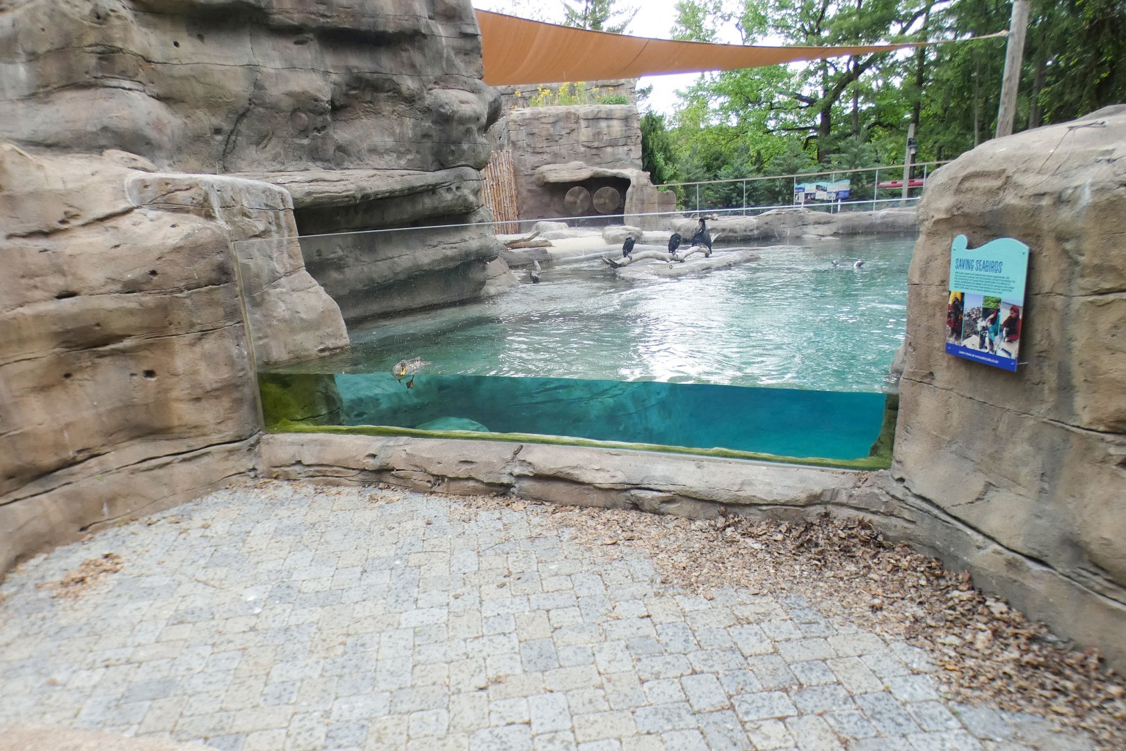 May. 2021 - Penguin Point (New 2020) - Four Species