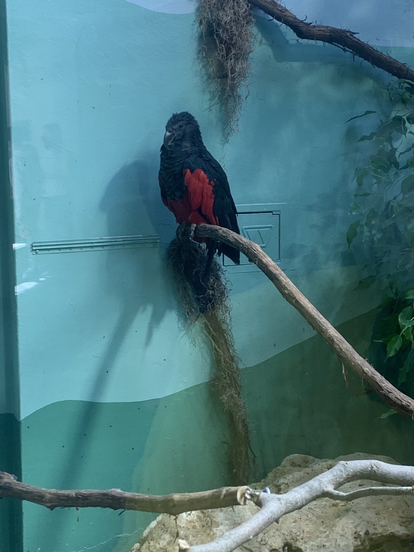May 2021- Pesquet’s parrot