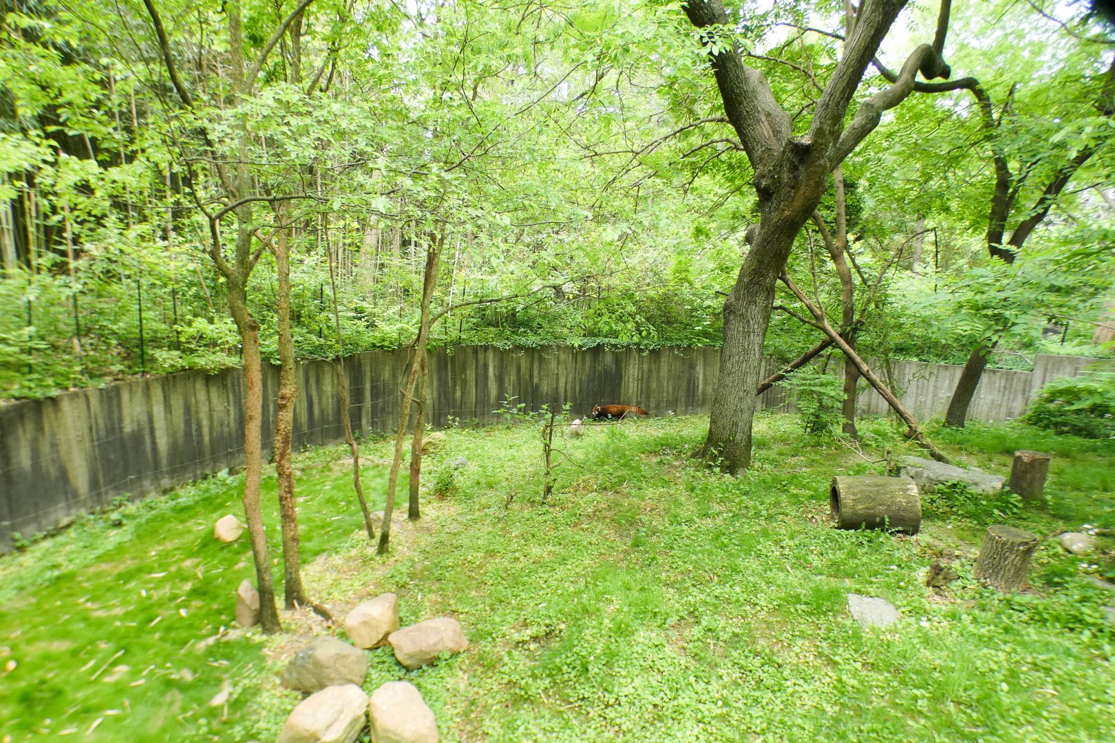 May. 2021 - Red Panda Left Exhibit