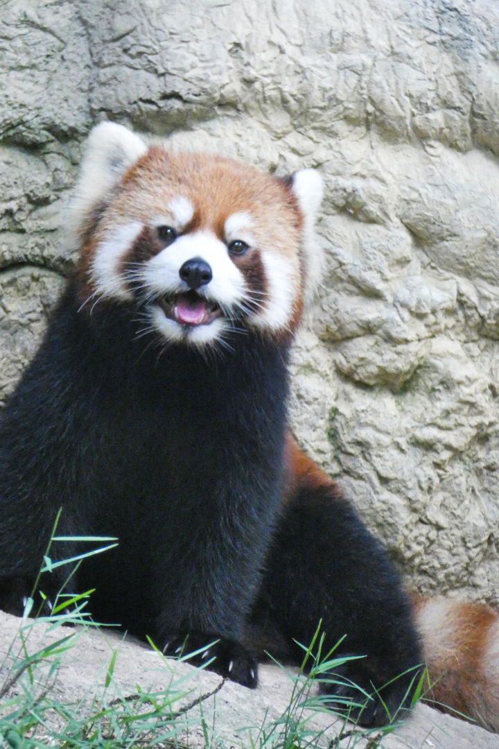 May. 2021 - Red Panda