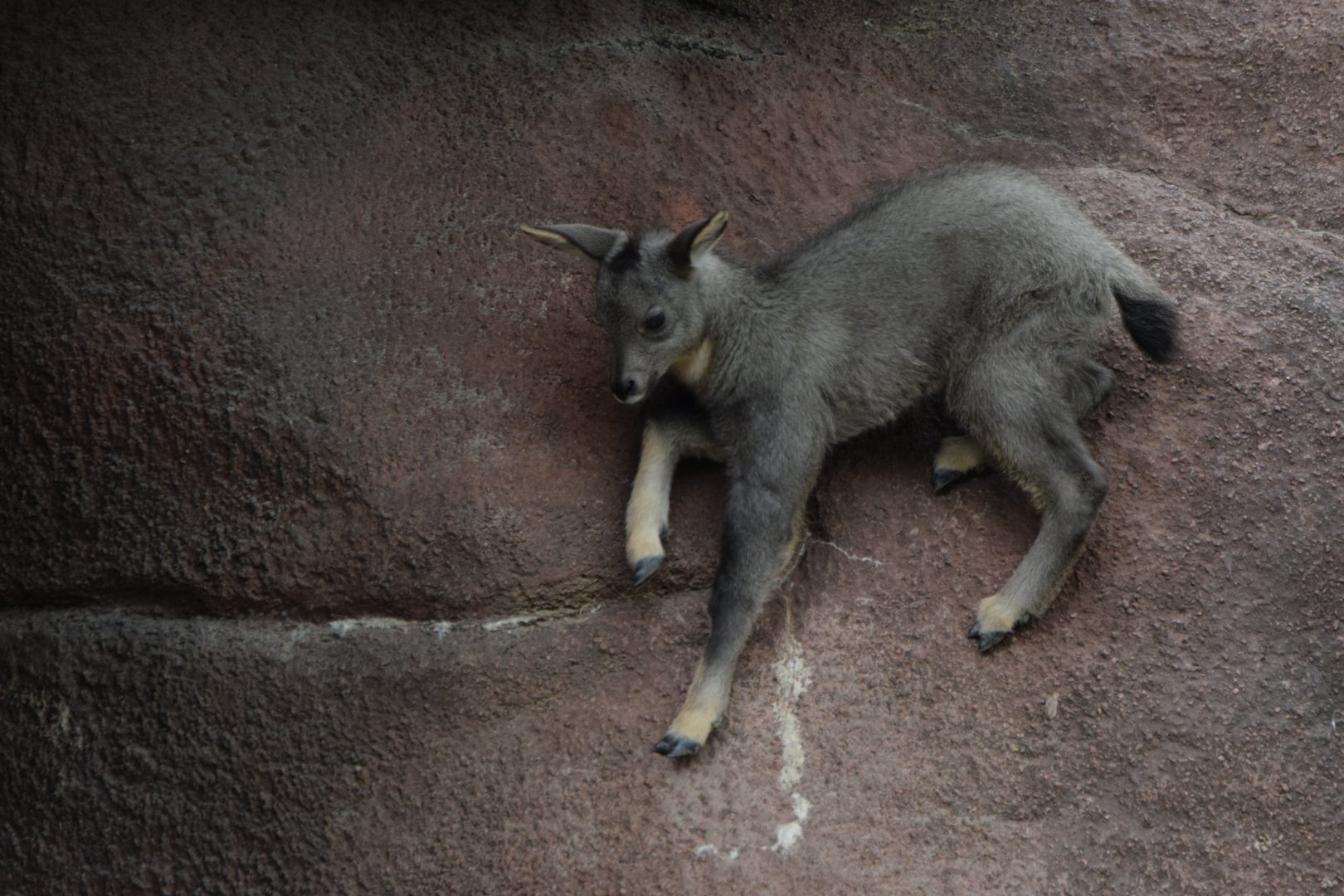 [May 2021] Red Rocks- central Chinese goral (Naemorhedus griseus) kid climbing ledge