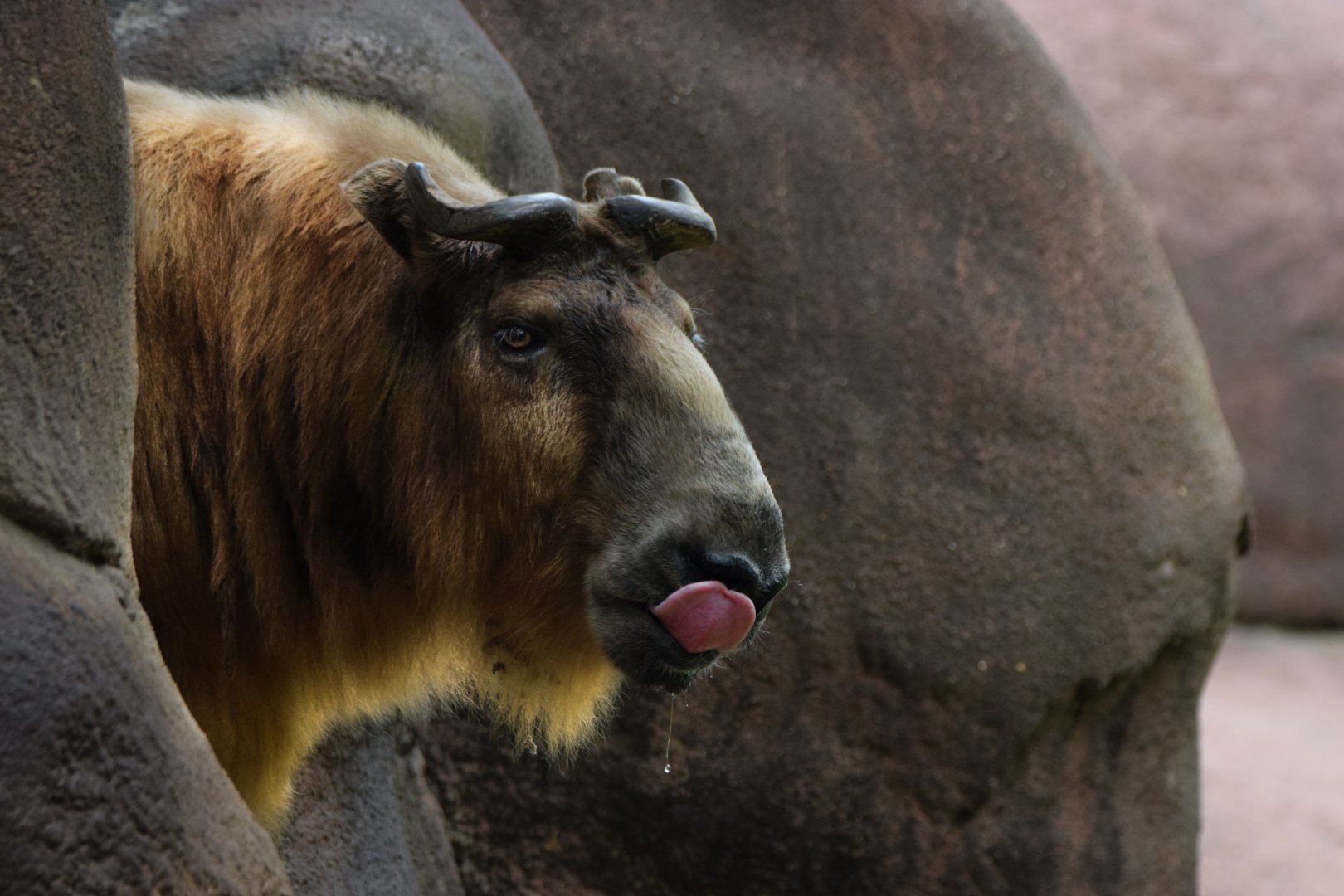 [May 2021] Red Rocks- Sichuan Takin (Budorcas taxicolor tibetana) licking lips