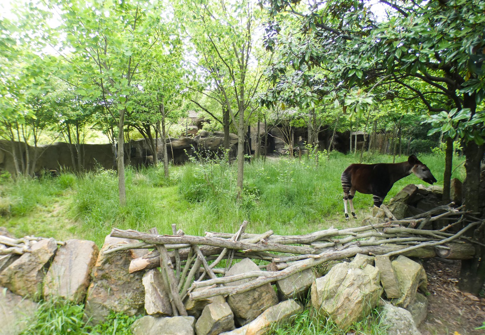 May. 2021 - Rhino Reserve - Okapi/Yellow-backed Duiker Exhibit