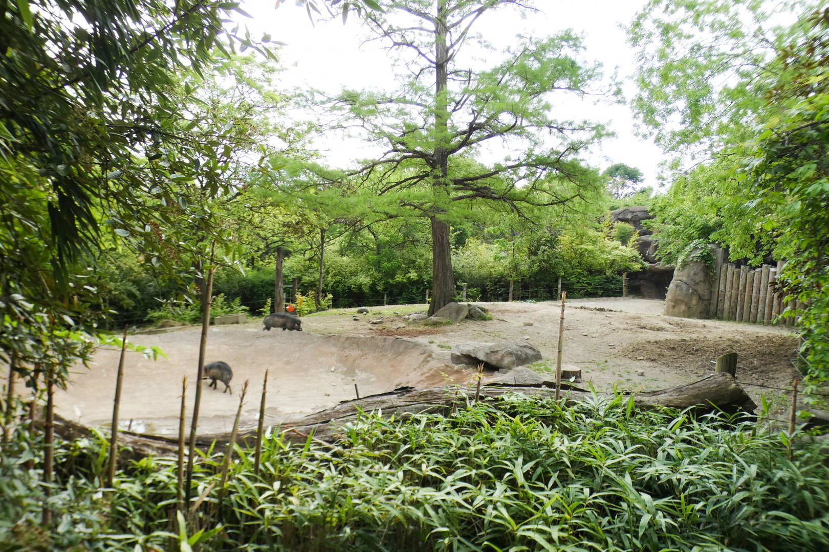 May. 2021 - Rhino Reserve - Visayan Warty Pig Exhibit (Former Indian Rhino)