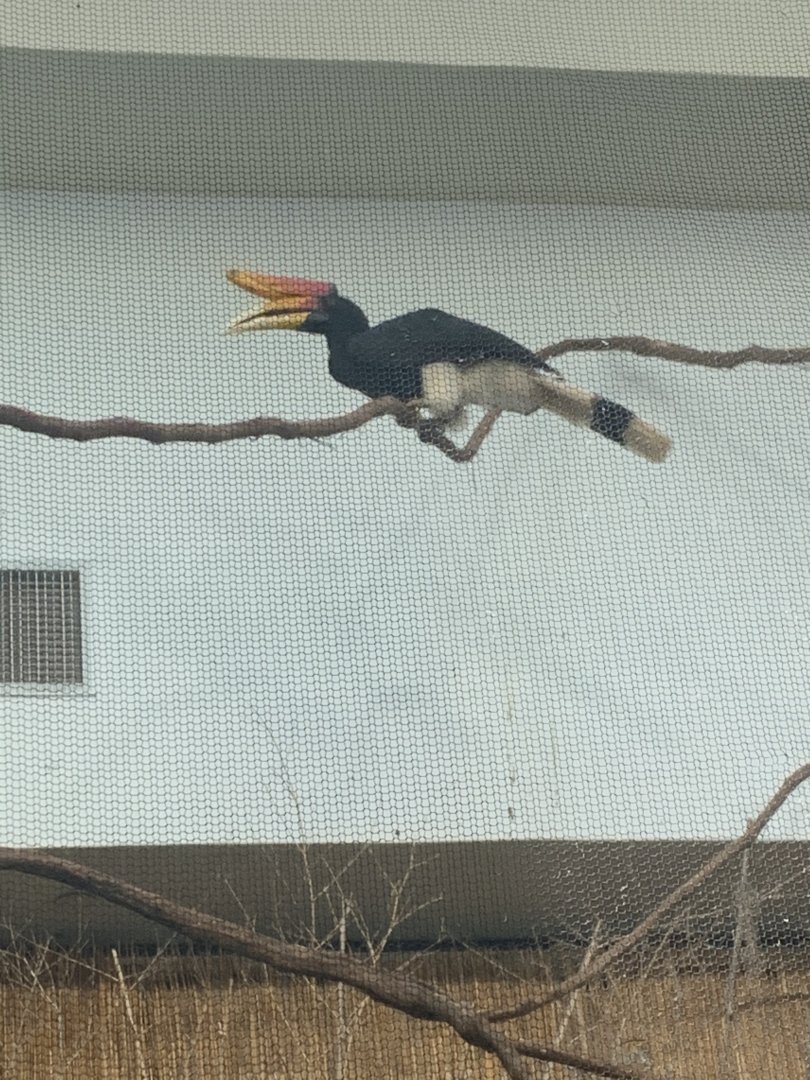 May 2021- Rhinoceros hornbill
